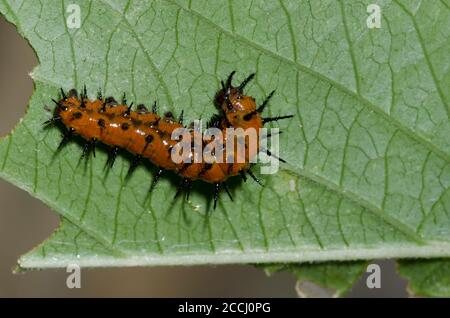 Golffritillar, Dione incarnata, Larve auf Passiflora sp. Stockfoto