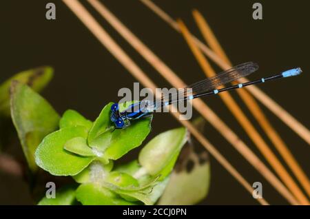 Blauberingtänzerin, Argia sedula Stockfoto