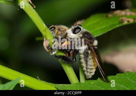 Robber Fly, Mallophora fautrix, Fütterung auf gefangenen Honigbiene, APIs mellifera Stockfoto
