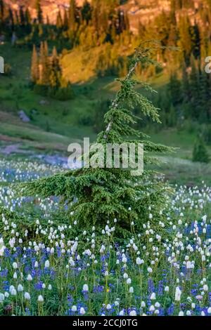 Mountain Hemlock, Tsuga mertensiana, in einer subalpinen Wiese mit Lupine und Bistort entlang des Pacific Crest Trail in der Goat Rocks Wilderness, Gifford Stockfoto