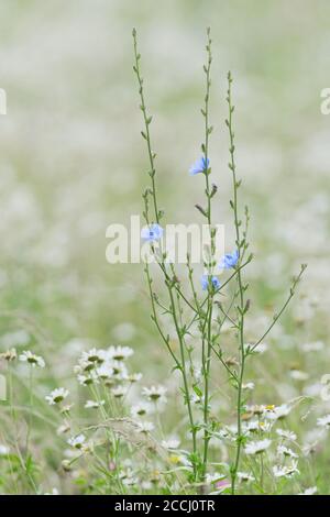 1 - Selective Focus Vertikales Bild von schlanken grünen Zichorien in einer Wiese, mit leuchtend blauen Blüten. Glatter Hintergrund von vielen weißen Gänseblümchen Stockfoto