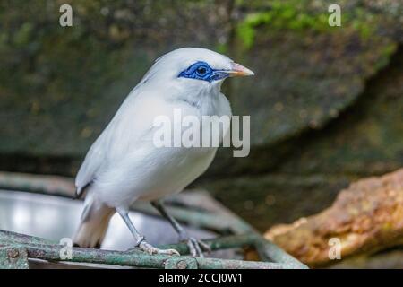 Leucopsar rothschild, Bali myna oder Bali Star, stark gefährdet endemisch. Bali, Indonesien. Stockfoto