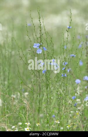 5 - Grüne und blaue vertikale Abbildung von ein paar Zichorien wilden Wiesenblumen. Schöne blaue Gänseblümchen wie Blumen auf schlanken grünen Stielen. Selektiver Fokus. Stockfoto