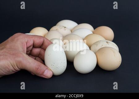 Organische, frische große ungekochte Eier auf schwarzem Hintergrund mit Copy Space.Hand halten. Stockfoto