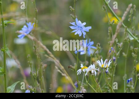 7 - mehrfarbiges Bild von vielen Wiesenblumen. Nahaufnahme Perspektive, blaue Zichorien Blume ist der Fokus. Daises präsentieren sich auch vor grünem Hintergrund Stockfoto