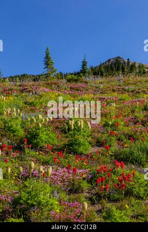 Scarlet Paintbrush, Castilleja miniata und andere Wildblumen auf einer subalpinen Wiese entlang des Pacific Crest Trail, Goat Rocks Wilderness, Gifford Pin Stockfoto