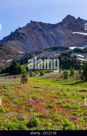 Scarlet Paintbrush, Castilleja miniata und andere Wildblumen auf einer subalpinen Wiese entlang des Pacific Crest Trail mit Ives Peak Distant, Goat Rocks W Stockfoto