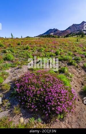 Pink Bell Heather, Phyllodoce empetriformis, in einer subalpinen Wiese entlang des Pacific Crest Trail in der Goat Rocks Wilderness, Gifford Pinchot Nationa Stockfoto