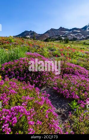 Pink Bell Heather, Phyllodoce empetriformis, in einer subalpinen Wiese entlang des Pacific Crest Trail in der Goat Rocks Wilderness, Gifford Pinchot Nationa Stockfoto