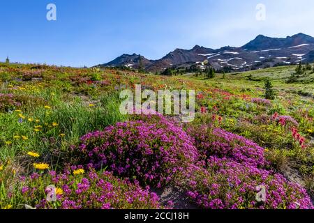 Pink Bell Heather, Phyllodoce empetriformis, in einer subalpinen Wiese entlang des Pacific Crest Trail in der Goat Rocks Wilderness, Gifford Pinchot Nationa Stockfoto