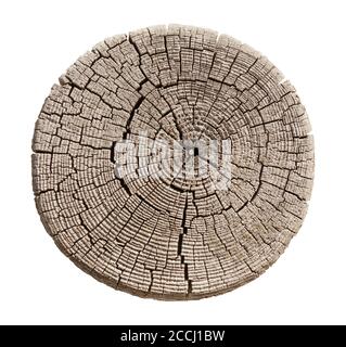 Gefälltes Stück Holz aus einem Baumstamm mit Wachstumsringen isoliert auf weiß. Baumringe mit Textur und Detail. Stockfoto