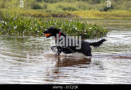 Ein schwarzer Labrador, der einen Ball aus einem See herausholen kann Arrowhead Provincial Park Stockfoto