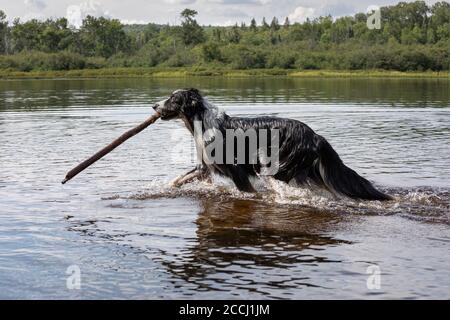 Ein Collie Schäferhund holt einen Stock aus einem See Stockfoto