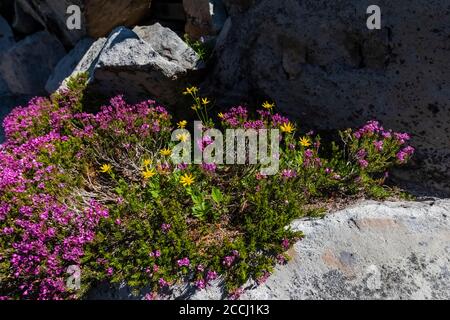 Pink Heather, Phyllodoce empetriformis und Broad-Leaf Arnica, Arnica latifolia, blühend entlang des Pacific Crest Trail in der Ziegenfelsen Wildnis, Stockfoto