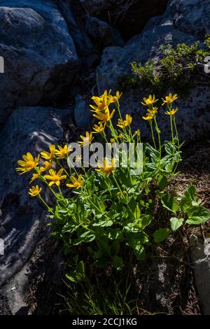 Broad-Leaf Arnica, Arnica latifolia, entlang des Pacific Crest Trail in der Goat Rocks Wilderness, Gifford Pinchot National Forest, Washington State, USA Stockfoto