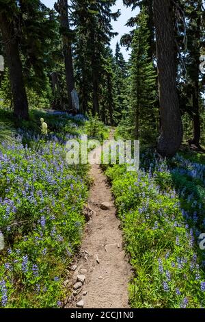 Pacific Crest Trail schlängelt sich durch eine Lupinenwiese zwischen Cispus Basin und dem Snowgrass Trail in der Goat Rocks Wilderness, Gifford Pinchot Nationa Stockfoto