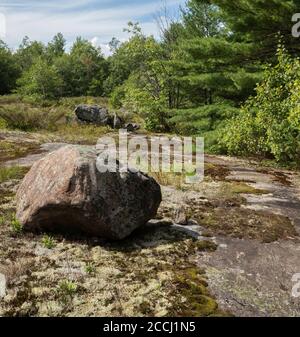 Bodenvegetation und unberechenbares Gestein auf Gletscherfelsen bei Torrance Barrens in Muskoka kanada Stockfoto