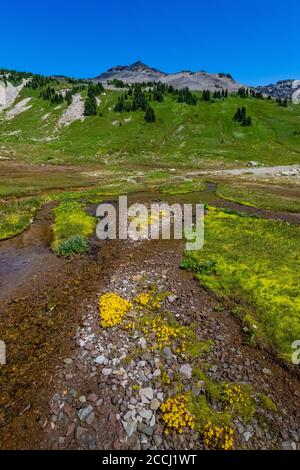 Subalpine Monkeyflower, Erythranthe caespitosa, entlang der Cispus River Hauptwässer in der Goat Rocks Wilderness, Gifford Pinchot National Forest, Washi Stockfoto