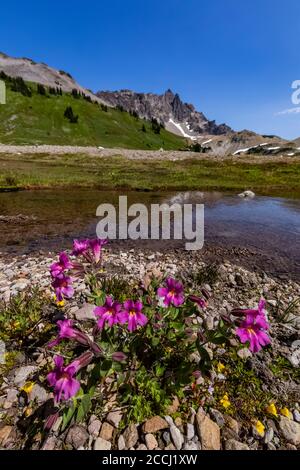 Große lila Affenblume, Erythranthe lewisii, entlang Ciscpus River in der Goat Rocks Wildnis, Gifford Pinchot National Forest, Washington State, Stockfoto