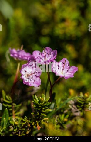 Goat Rocks Wilderness, Gifford Pinchot National Forest, Staat Washington, USA Stockfoto