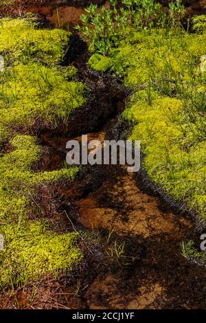 Üppige Moose, die auf vor kurzem geschmolzenem nassem Boden entlang des Cispus River in der Goat Rocks Wilderness, Gifford Pinchot National Forest, Washington S wachsen Stockfoto