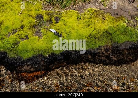 Üppige Moose, die auf vor kurzem geschmolzenem nassem Boden entlang des Cispus River in der Goat Rocks Wilderness, Gifford Pinchot National Forest, Washington S wachsen Stockfoto