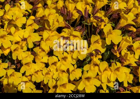 Subalpine Monkeyflower, Erythranthe caespitosa, entlang der Cispus River Hauptwässer in der Goat Rocks Wilderness, Gifford Pinchot National Forest, Washi Stockfoto