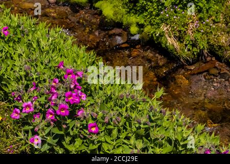 Große lila Affenblume, Erythranthe lewisii, entlang Ciscpus River in der Goat Rocks Wildnis, Gifford Pinchot National Forest, Washington State, Stockfoto