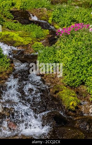 Große lila Affenblume, Erythranthe lewisii, entlang Ciscpus River in der Goat Rocks Wildnis, Gifford Pinchot National Forest, Washington State, Stockfoto