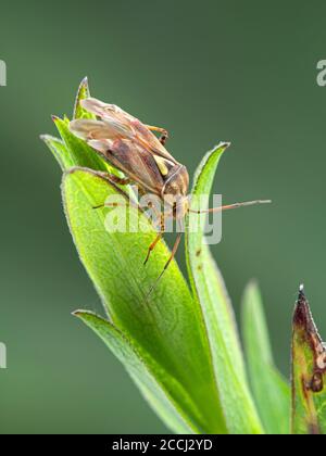 Seitenansicht eines Pflanzenwanzes, Familie Miroidea, auf einem Blatt in Boundary Bay Salzwiese. Viele Arten dieser Insekten sind schwere landwirtschaftliche Schädlinge Stockfoto