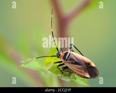 Dorsale Ansicht eines Pflanzenwanzes, Adelphocoris rapidus, auf einem Blatt in der Salzwiese der Boundary Bay. Viele Arten von Pflanzenwanzen sind schwere landwirtschaftliche Schädlinge Stockfoto