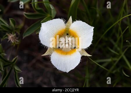 Subalpine Katzenohren, Calochortus subalpinus, blühend auf einer subalpinen Wiese in der Ziegenfelsen Wildnis, Gifford Pinchot National Forest, Washingto Stockfoto