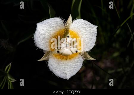 Subalpine Katzenohren, Calochortus subalpinus, blühend auf einer subalpinen Wiese in der Ziegenfelsen Wildnis, Gifford Pinchot National Forest, Washingto Stockfoto