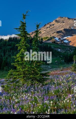 Subalpine Wildblumenwiese mit Berghemlocks, Tsuga mertensiana und einem Teil des Ives Peak dahinter, entlang des Pacific Crest Trail in The Goat Rocks W Stockfoto