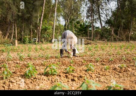 Hoi an / Vietnam - 18. Januar 2020: Alter vietnamesischer Mann hockte sich bei der Pflanzung von Gemüse auf dem Feld Stockfoto