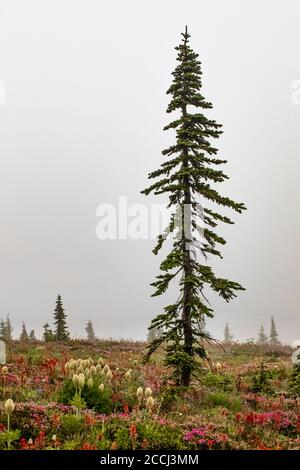 Subalpine Wildblumenwiese mit Subalpine Fir, Abies lasiocarpa, entlang der Snowgrass Trail in der Goat Rocks Wilderness, Gifford Pinchot National for Stockfoto