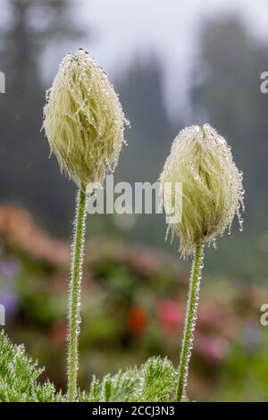 Towhead Baby, Anemone occidentalis, Saatköpfe nach einem Regensturm entlang des Snowgrass Trail in der Goat Rocks Wilderness, Gifford Pinchot National Fore Stockfoto