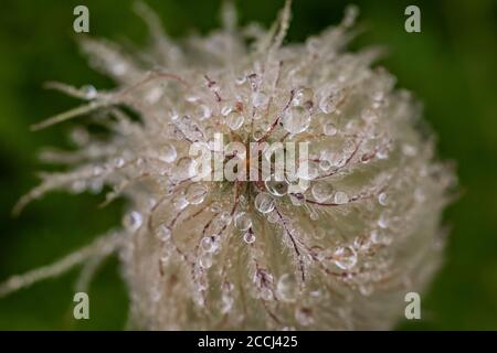 Towhead Baby, Anemone occidentalis, Saatköpfe nach einem Regensturm entlang des Snowgrass Trail in der Goat Rocks Wilderness, Gifford Pinchot National Fore Stockfoto