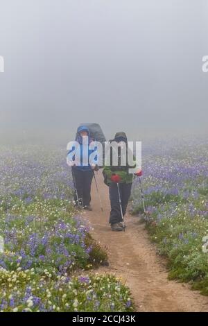 Joan Michaels und Karen Rentz wandern an einem regnerischen Tag auf dem Pacific Crest Trail in der Goat Rocks Wilderness, Gifford Pinchot National Forest, Washington Stockfoto