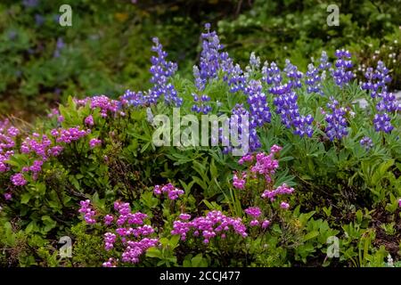 Pink Heather und Broadlieaf Lupine entlang des Pacific Crest Trail in der Goat Rocks Wilderness, Gifford Pinchot National Forest, Washington State, USA Stockfoto