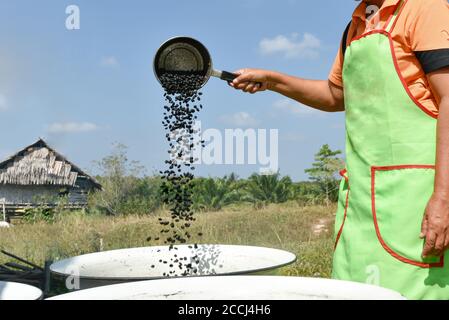 Eine asiatische ältere Frau, die Kaffeebohnen auf traditionelle Weise röstet. Konzentriere dich auf den silbernen Messlöffel. Stockfoto