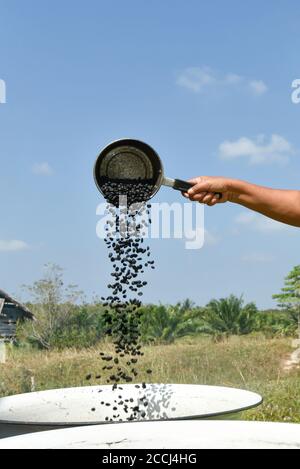 Eine asiatische ältere Frau, die Kaffeebohnen auf traditionelle Weise röstet. Konzentriere dich auf den silbernen Messlöffel. Stockfoto