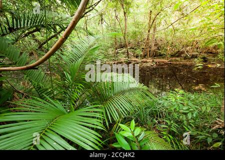 Tiefer tropischer Wald am frühen Morgen, üppige Rattan- und tropische Pflanzen wachsen entlang eines Flusses, ein alter Wald in der Nähe von Thailand und Kambodscha Grenze. Stockfoto