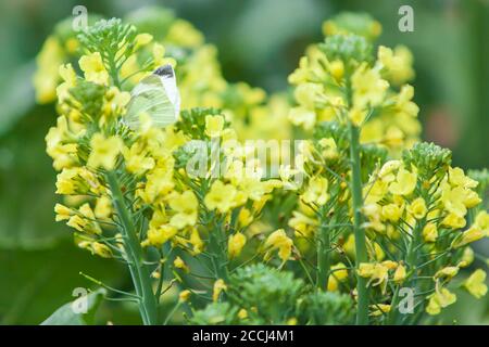 Der kleine Kohl Weiß bestäubt auf Kohl Blume, ein weißer Schmetterling bestäubt gelbe Blumen in Bio-Gemüsegarten am Sommermorgen. Stockfoto