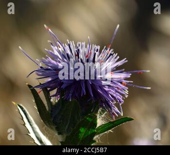 Wilde Distelblume im Vordergrund mit vielen kleinen Insekten dazwischen Seine Staubgefäße Stockfoto