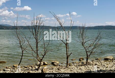 Tote Bäume an der Seenküste Stockfoto