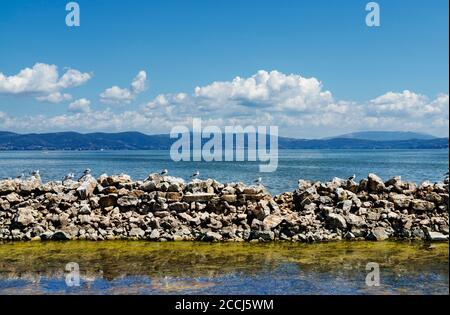 Möwen auf der Ufermauer Stockfoto