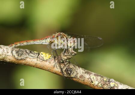 Eine gemeine Darter Libelle, Sympetrum striolatum, thront auf einem Ast. Stockfoto