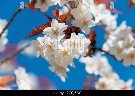 Kirschblüten auf der Aussichtsplattform Tkagiyama im Okusenbon-Gebiet in Mount Yoshino, Nara, Japan. Der Yoshino ist Teil des UNESCO-Weltkulturerbes. Stockfoto