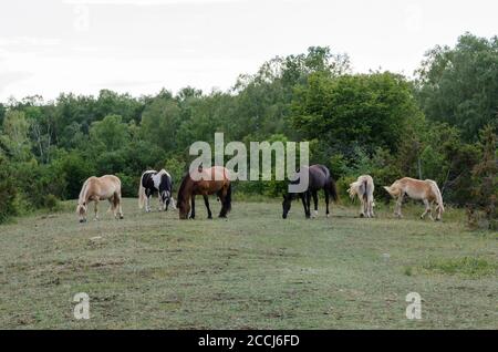 Grasende Pferde in einer grünen Waldlichtung Stockfoto